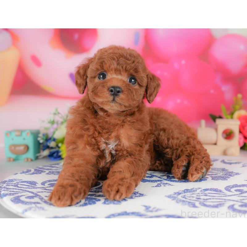 販売中の栃木県のトイプードル-428528の9枚目