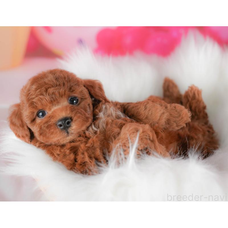 販売中の栃木県のトイプードル-428528の8枚目