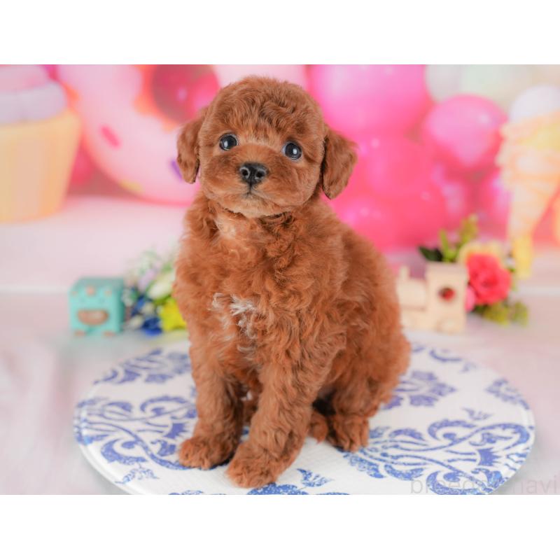 販売中の栃木県のトイプードル-428528の7枚目