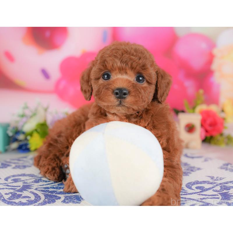 販売中の栃木県のトイプードル-428528の6枚目