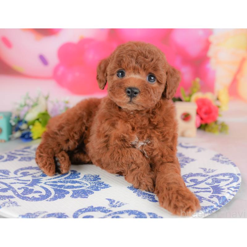 販売中の栃木県のトイプードル-428528の5枚目