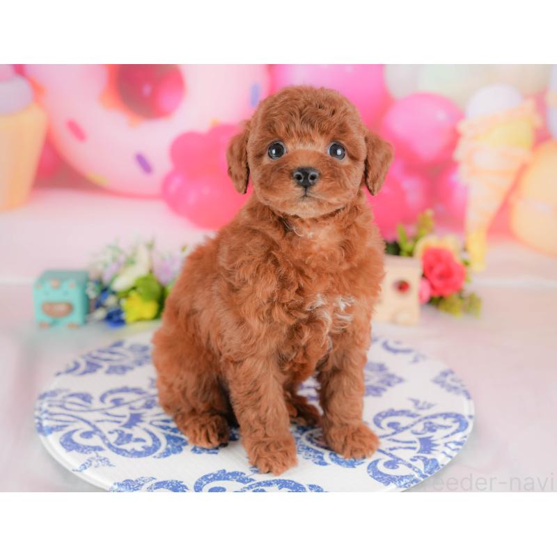 販売中の栃木県のトイプードル-428528の4枚目