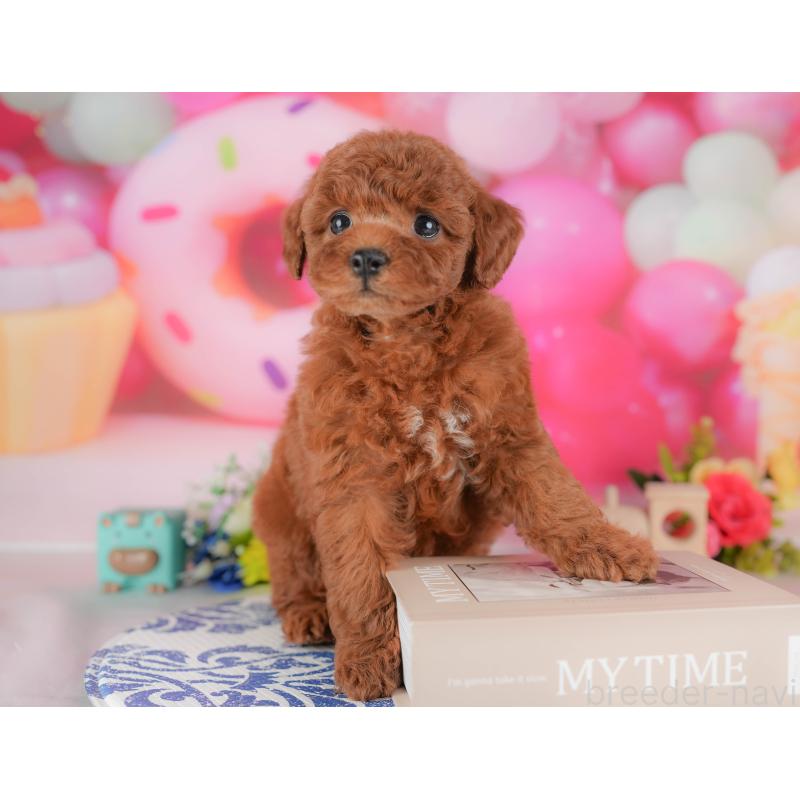 販売中の栃木県のトイプードル-428528の3枚目