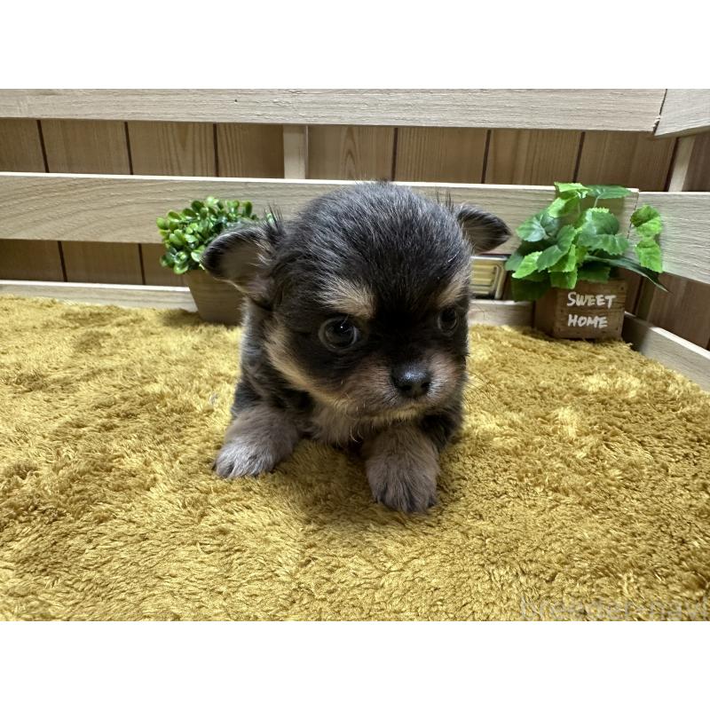 販売中の奈良県のチワワ(ロングコート)-428491の6枚目