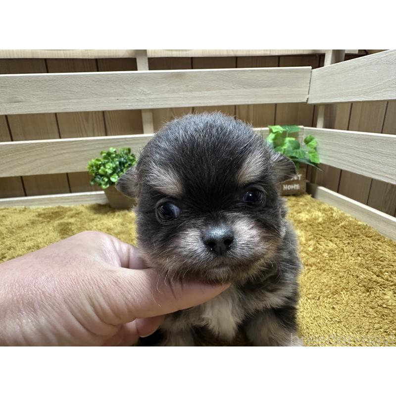 販売中の奈良県のチワワ(ロングコート)-428491の5枚目