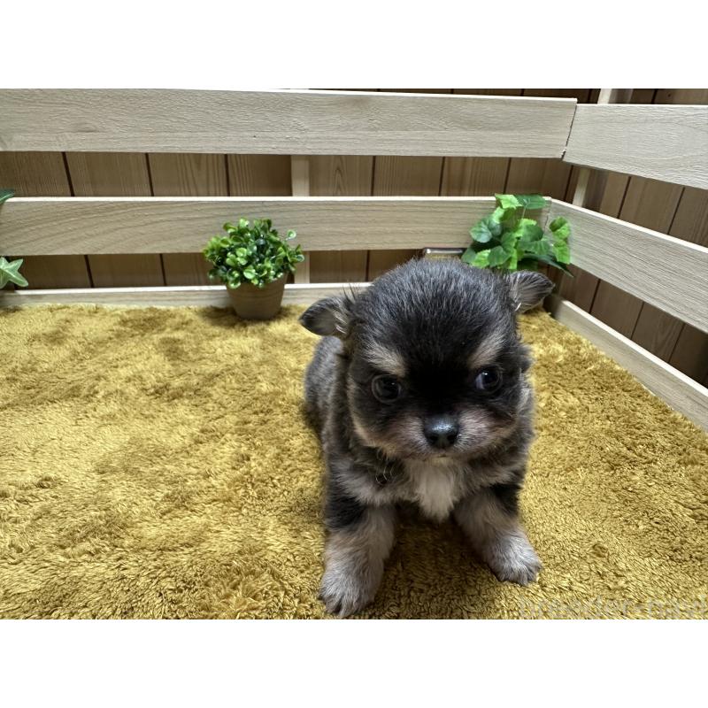 販売中の奈良県のチワワ(ロングコート)-428491の4枚目