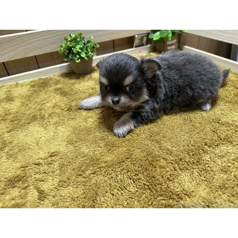 販売中の奈良県のチワワ(ロングコート)-428491の3枚目