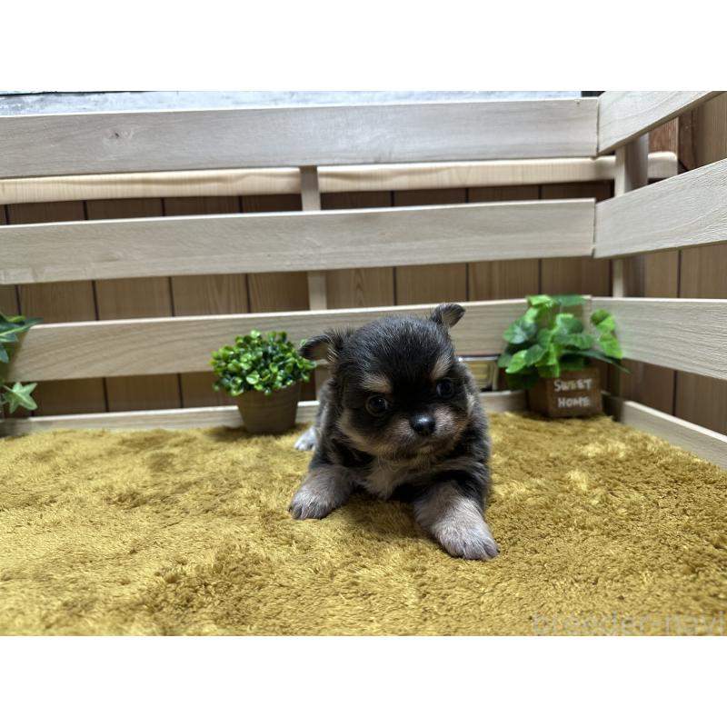 販売中の奈良県のチワワ(ロングコート)-428491の2枚目