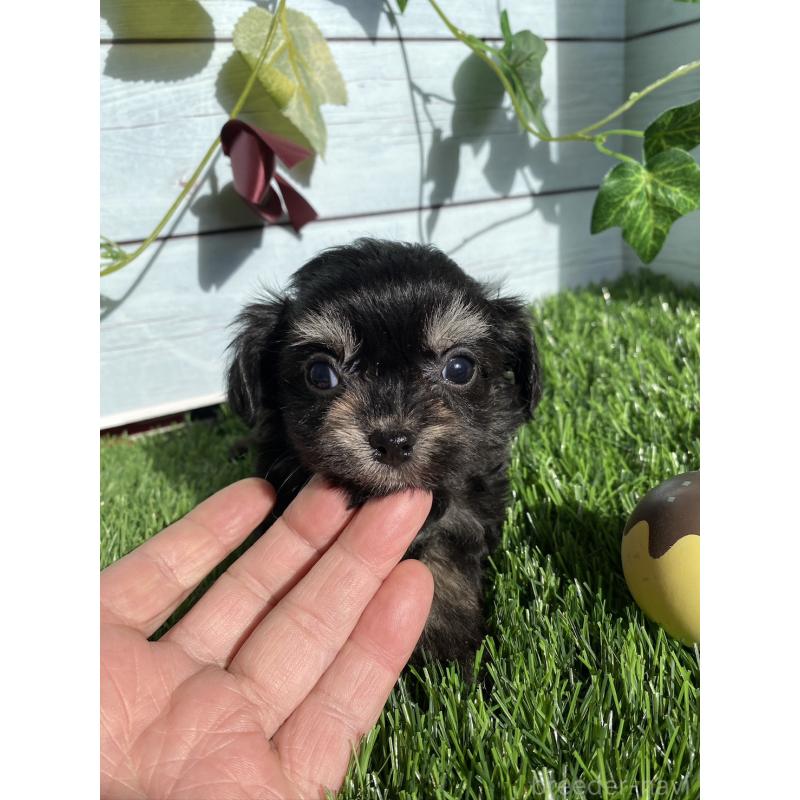 販売中の茨城県のチワプー:チワワ×トイプードル-428490の5枚目