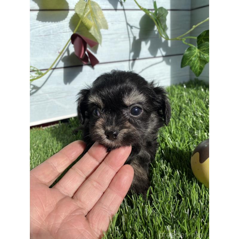 販売中の茨城県のチワプー:チワワ×トイプードル-428490の4枚目