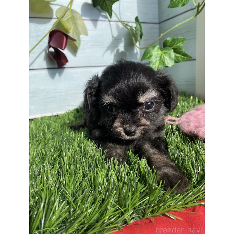 販売中の茨城県のチワプー:チワワ×トイプードル-428490の3枚目