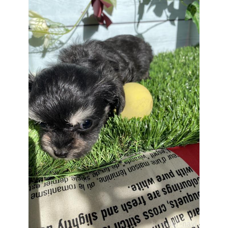 販売中の茨城県のチワプー:チワワ×トイプードル-428490の2枚目