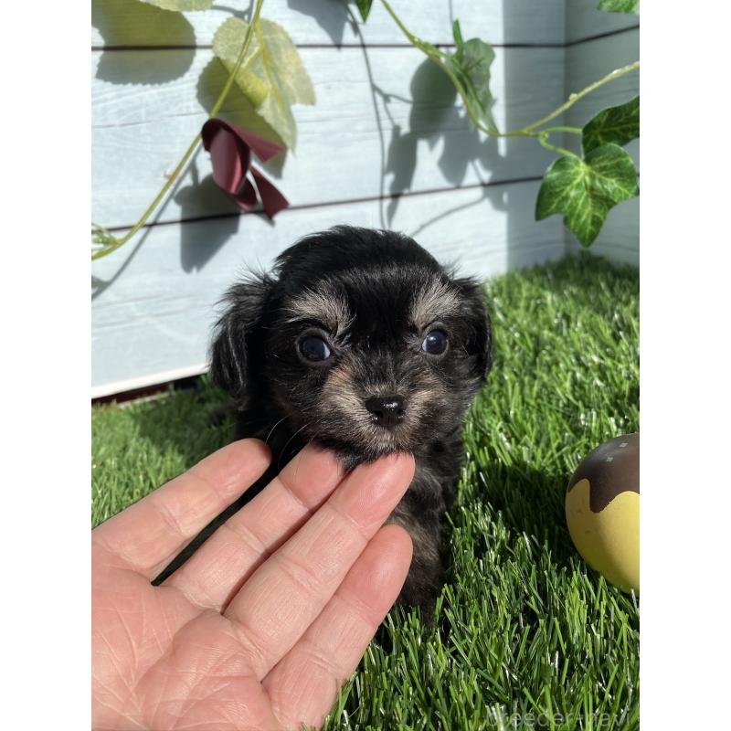 販売中の茨城県のチワプー:チワワ×トイプードル-428490