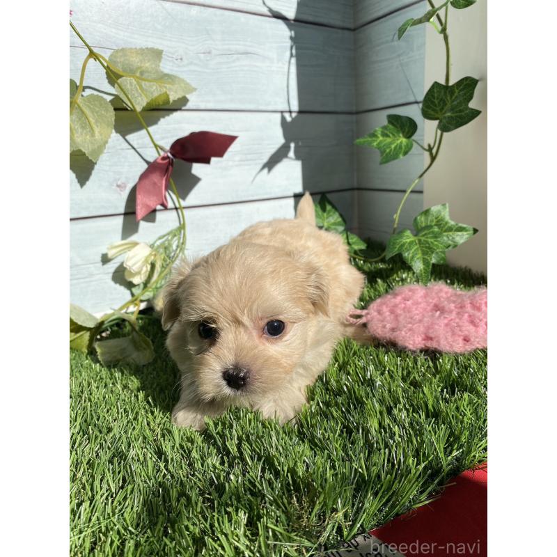 販売中の茨城県のチワプー:チワワ×トイプードル-428492の6枚目