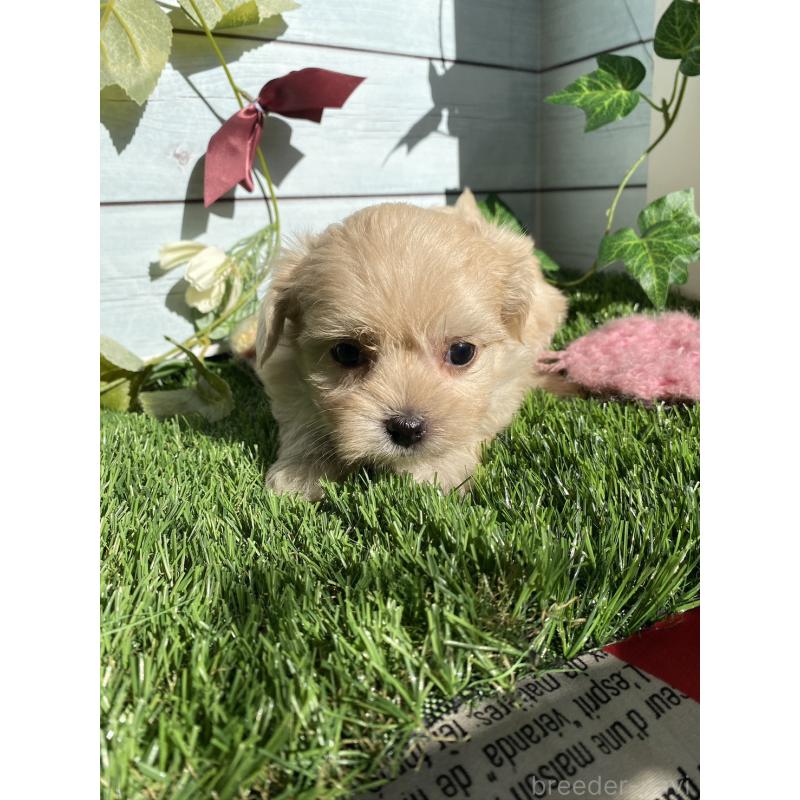 販売中の茨城県のチワプー:チワワ×トイプードル-428492の5枚目