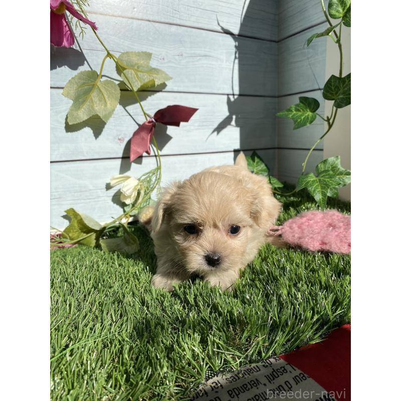 販売中の茨城県のチワプー:チワワ×トイプードル-428492の4枚目