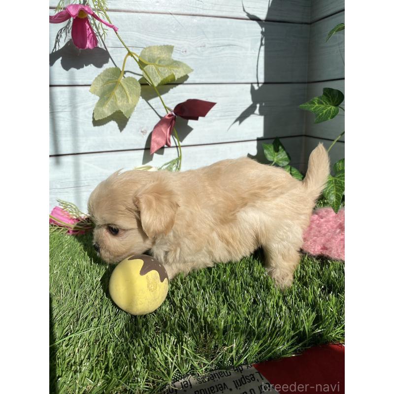 販売中の茨城県のチワプー:チワワ×トイプードル-428492の3枚目