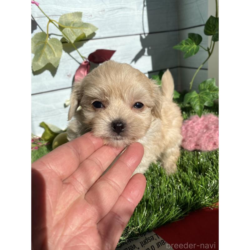 販売中の茨城県のチワプー:チワワ×トイプードル-428492の2枚目