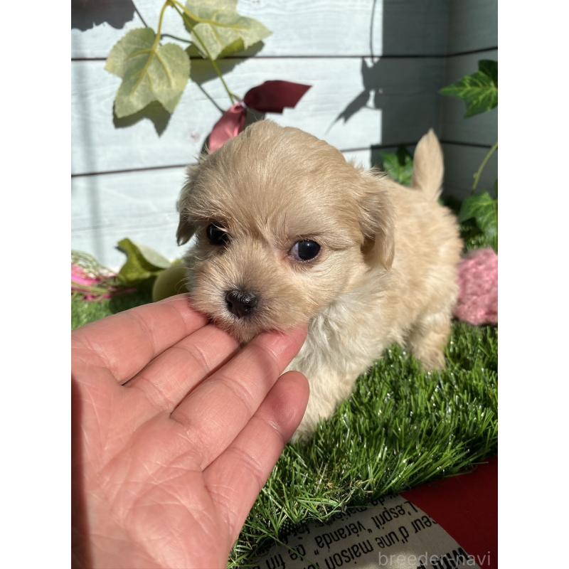 販売中の茨城県のチワプー:チワワ×トイプードル-428492