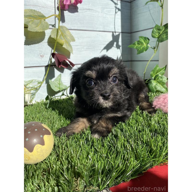 販売中の茨城県のチワプー:チワワ×トイプードル-428493