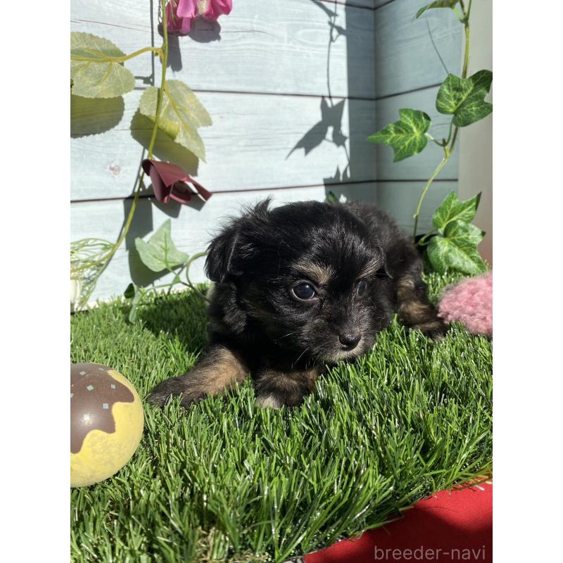 販売中の茨城県のチワプー:チワワ×トイプードル-428493の5枚目