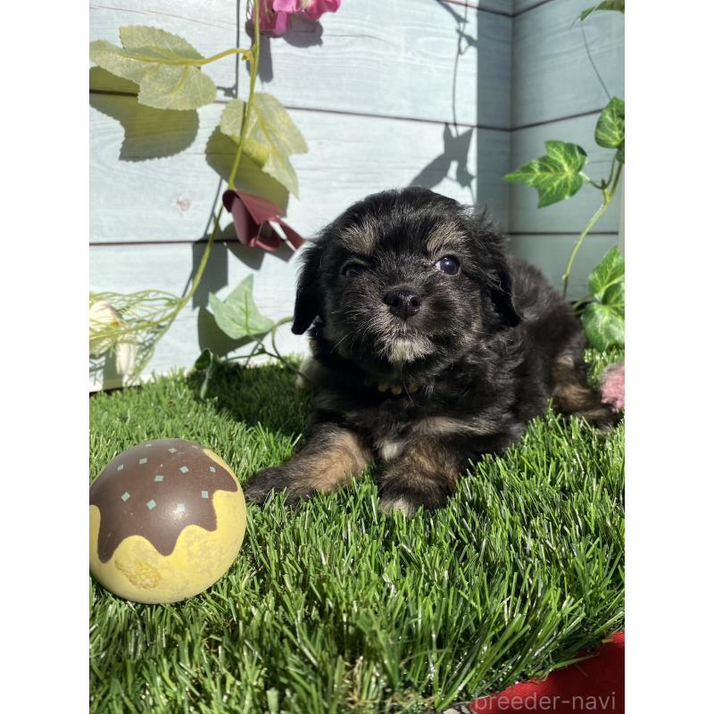 販売中の茨城県のチワプー:チワワ×トイプードル-428493の4枚目