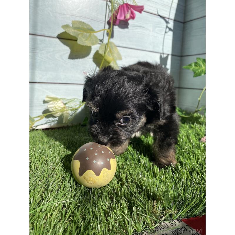 販売中の茨城県のチワプー:チワワ×トイプードル-428493の3枚目