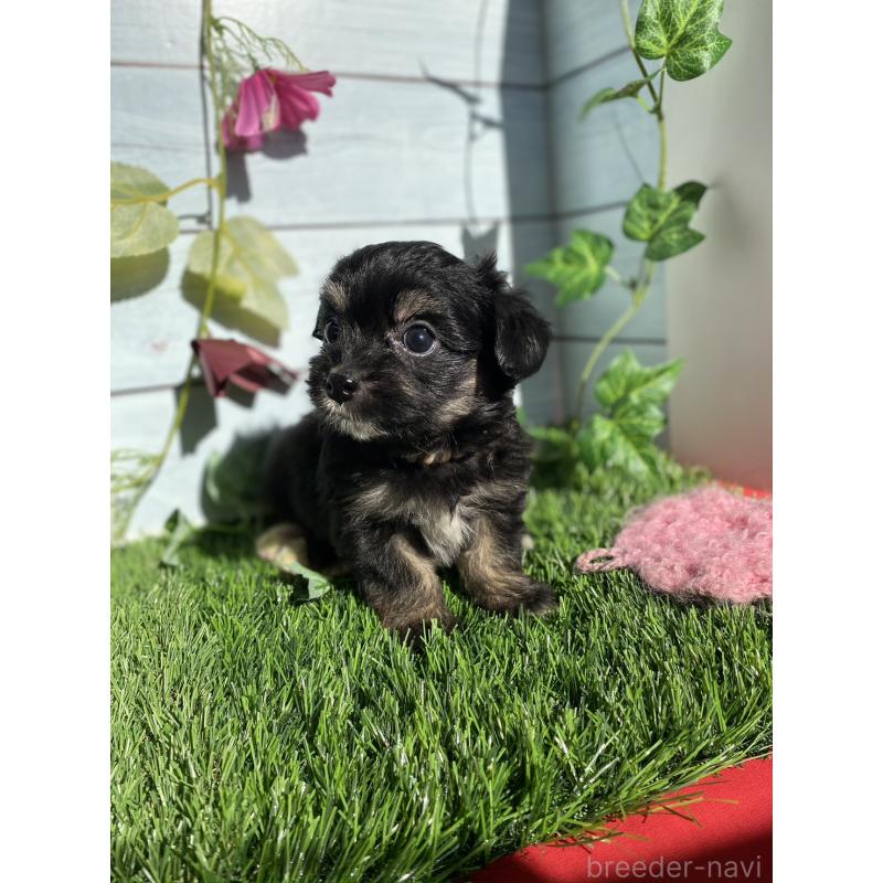 販売中の茨城県のチワプー:チワワ×トイプードル-428493の2枚目