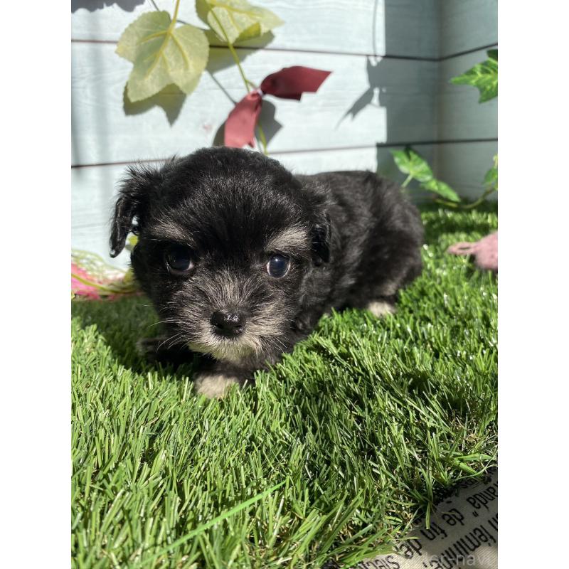 販売中の茨城県のチワプー:チワワ×トイプードル-428494の1枚目