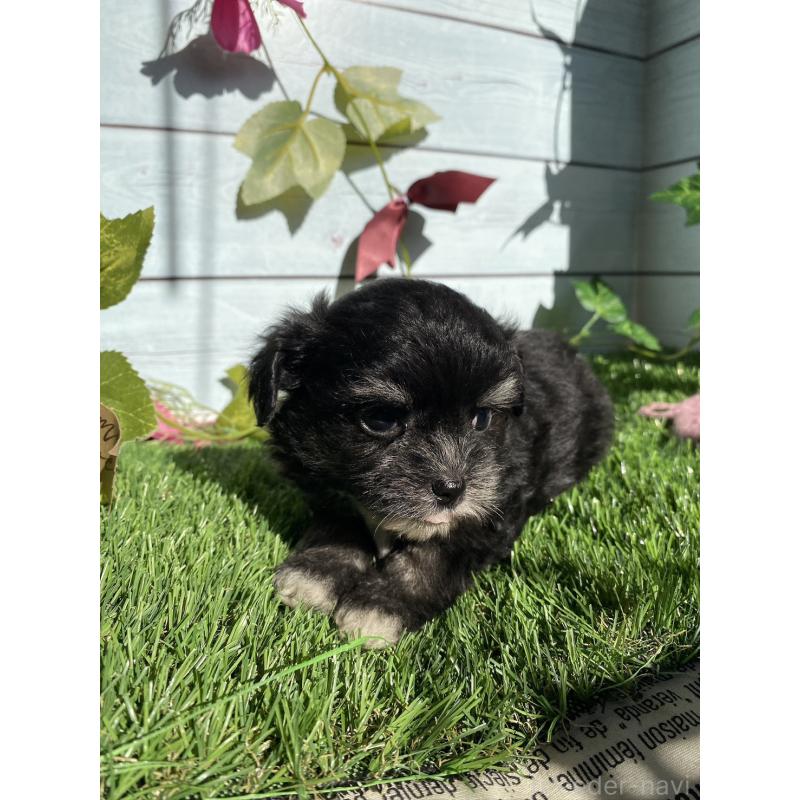 販売中の茨城県のチワプー:チワワ×トイプードル-428494の5枚目