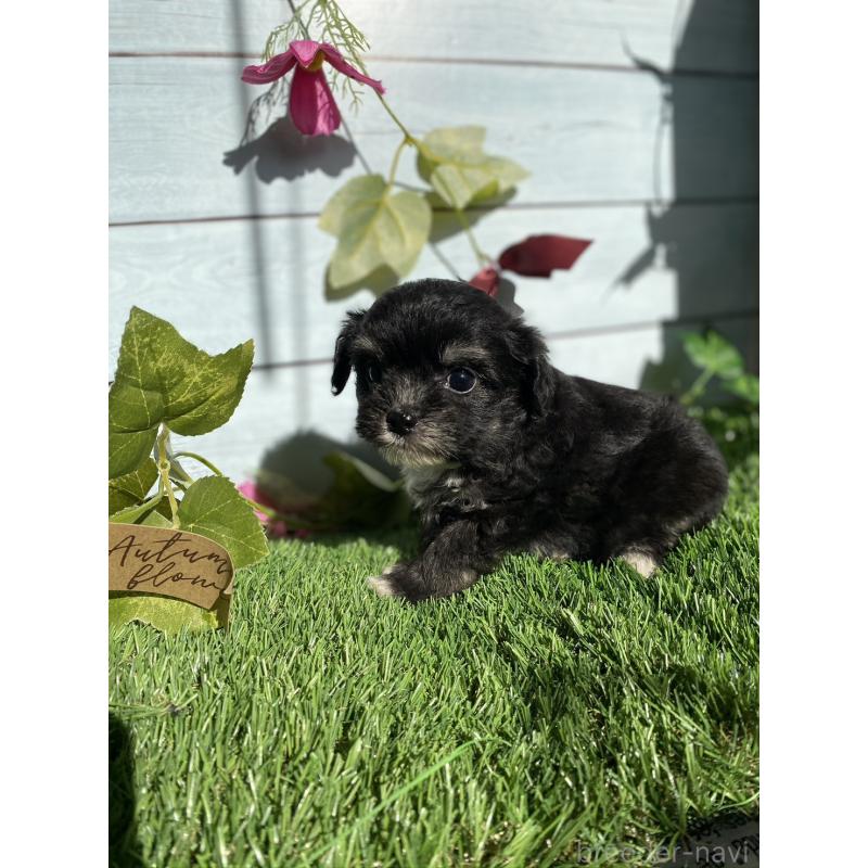 販売中の茨城県のチワプー:チワワ×トイプードル-428494の4枚目