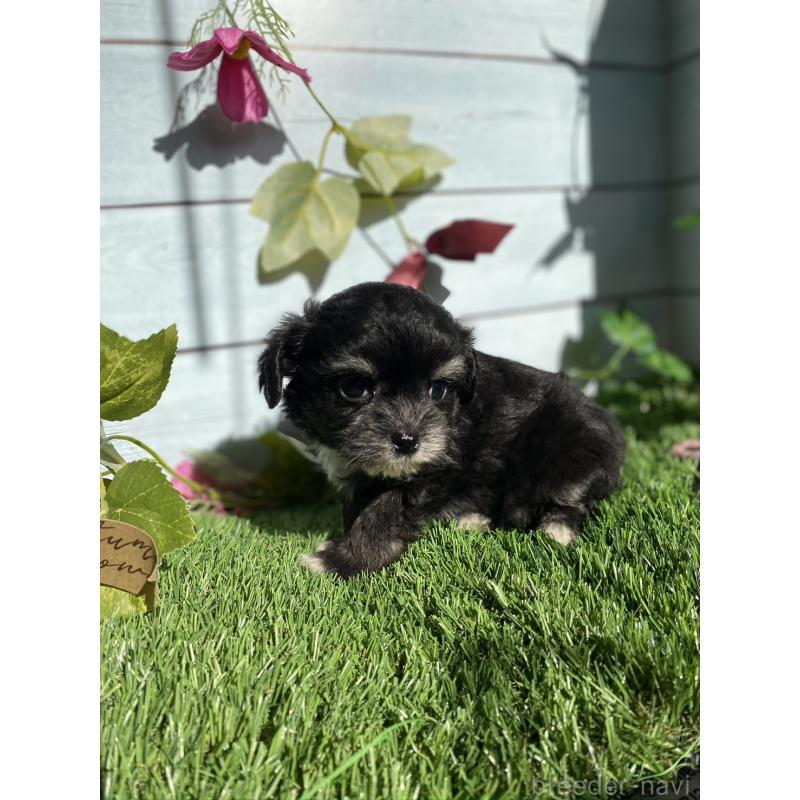 販売中の茨城県のチワプー:チワワ×トイプードル-428494の3枚目