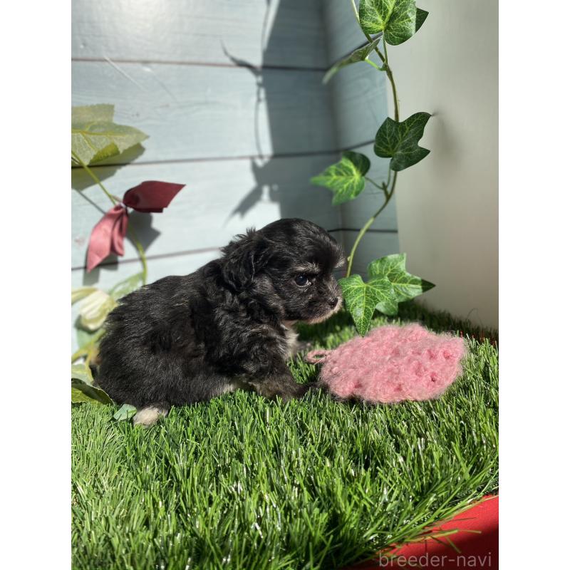 販売中の茨城県のチワプー:チワワ×トイプードル-428494の2枚目