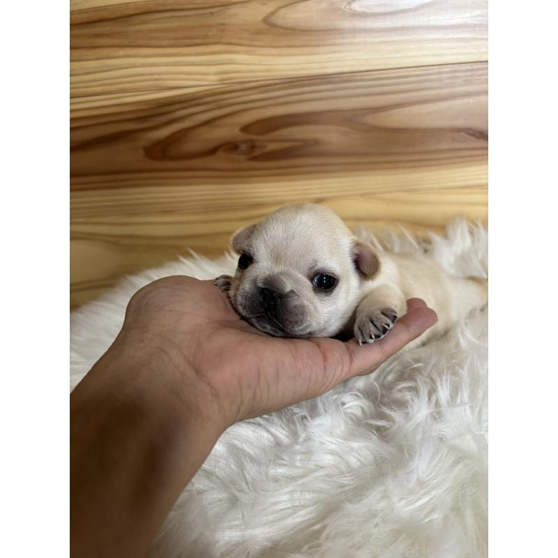 販売中の愛媛県のフレンチブルドッグ-428496の6枚目