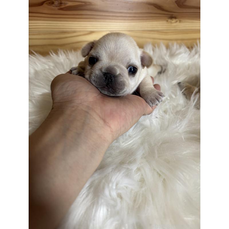 販売中の愛媛県のフレンチブルドッグ-428496の5枚目