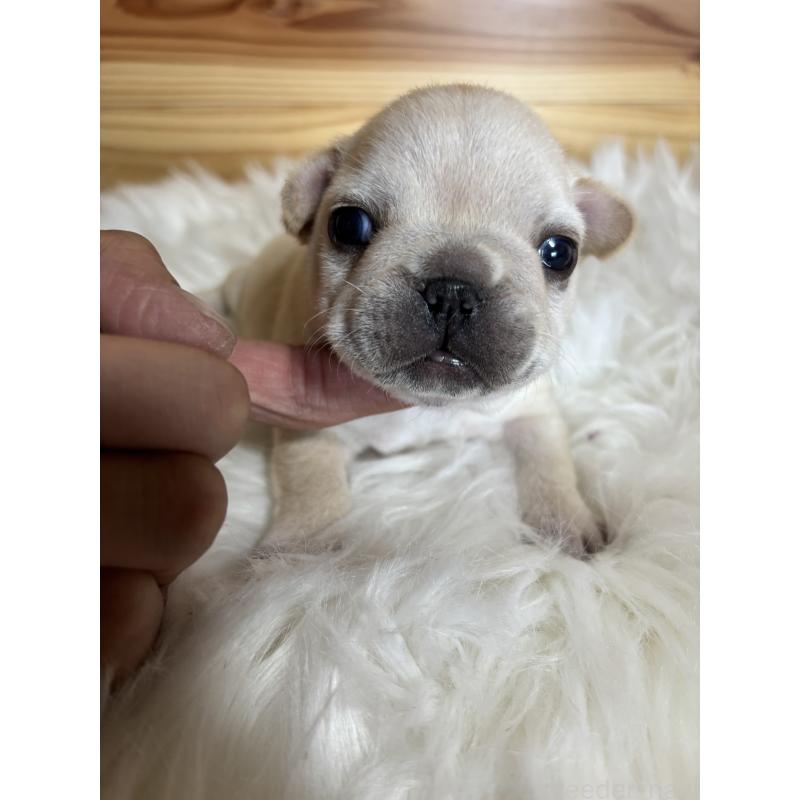 販売中の愛媛県のフレンチブルドッグ-428496の4枚目