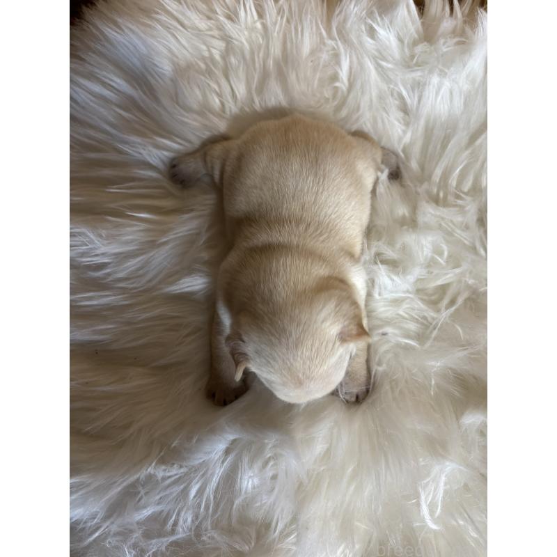 販売中の愛媛県のフレンチブルドッグ-428496の3枚目