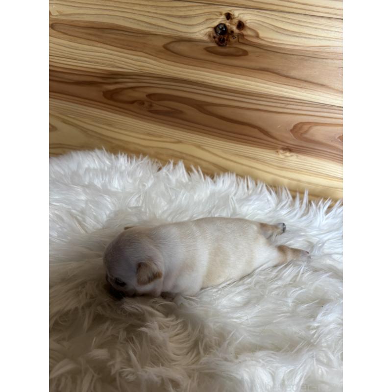 販売中の愛媛県のフレンチブルドッグ-428496の2枚目