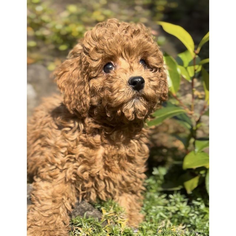 販売中の群馬県のトイプードル-428497の11枚目