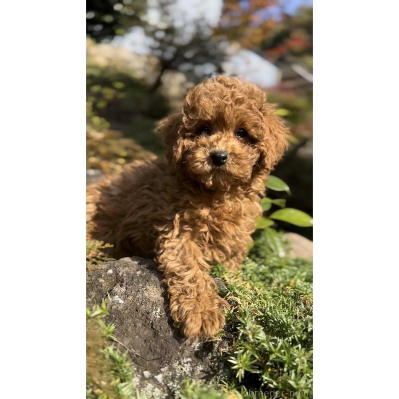 販売中の群馬県のトイプードル-428497の10枚目