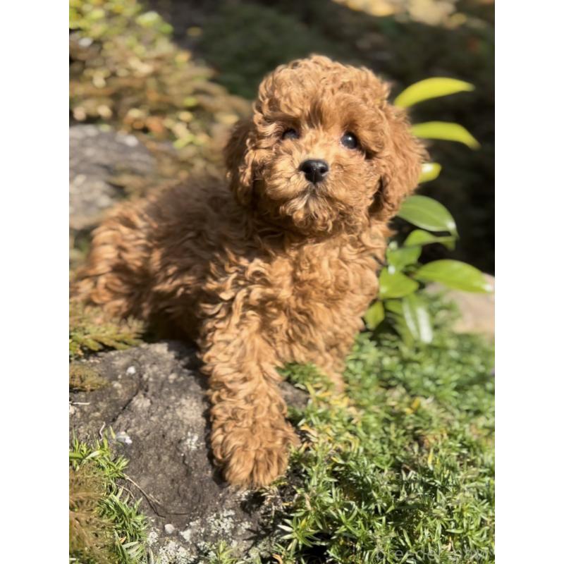 販売中の群馬県のトイプードル-428497の9枚目