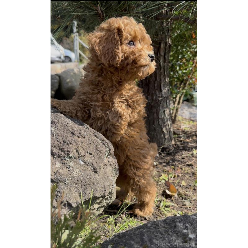 販売中の群馬県のトイプードル-428497の8枚目