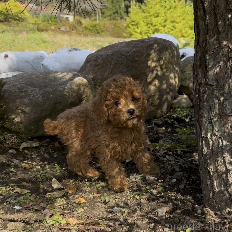 販売中の群馬県のトイプードル-428497の7枚目