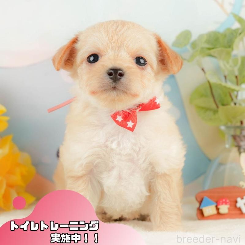 販売中の静岡県のチワプー:チワワ×トイプードル-428498