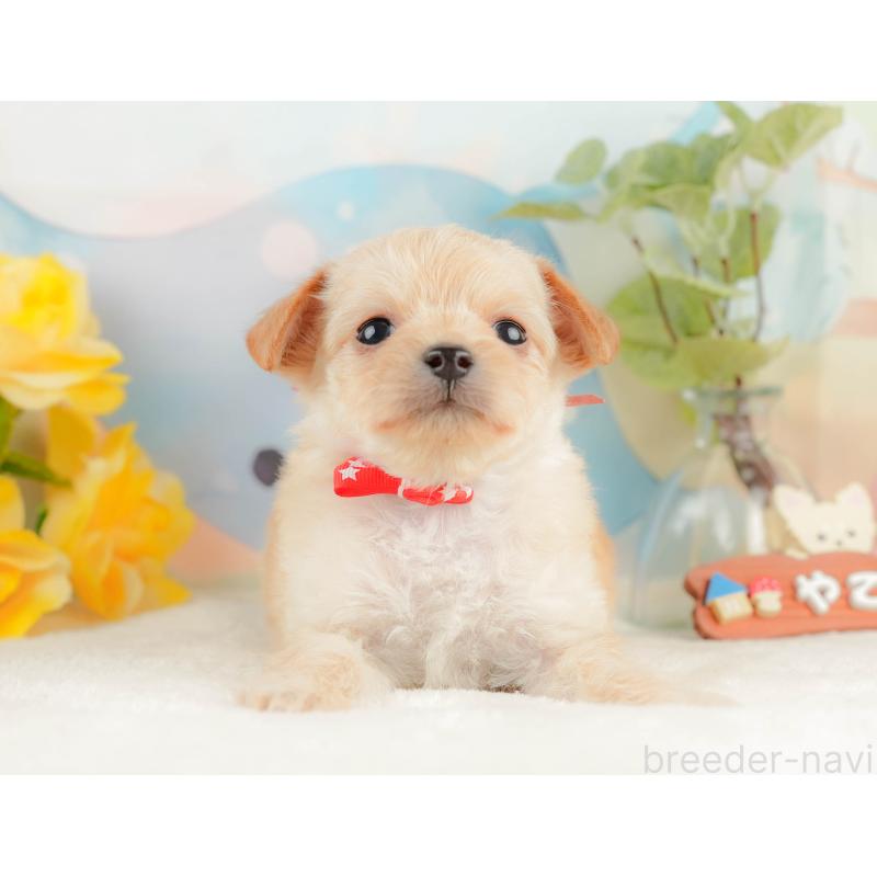 販売中の静岡県のチワプー:チワワ×トイプードル-428498の10枚目