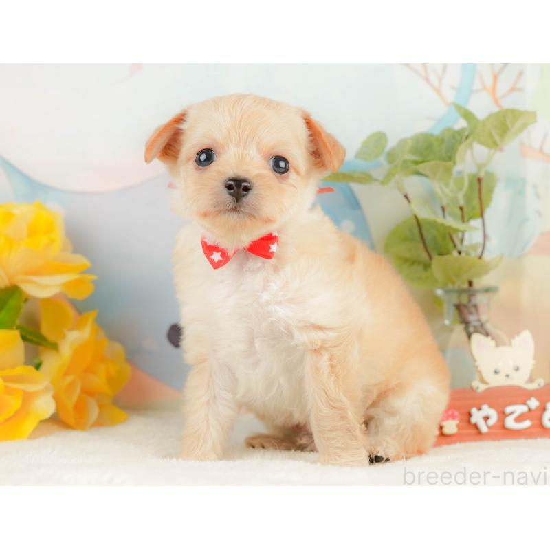 販売中の静岡県のチワプー:チワワ×トイプードル-428498の8枚目