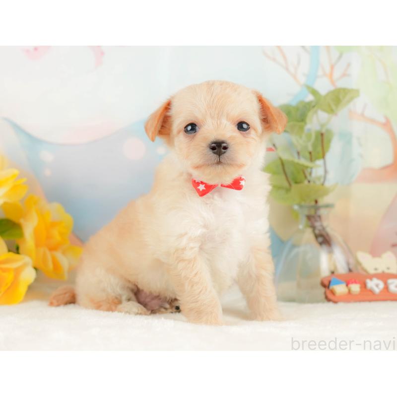 販売中の静岡県のチワプー:チワワ×トイプードル-428498の7枚目