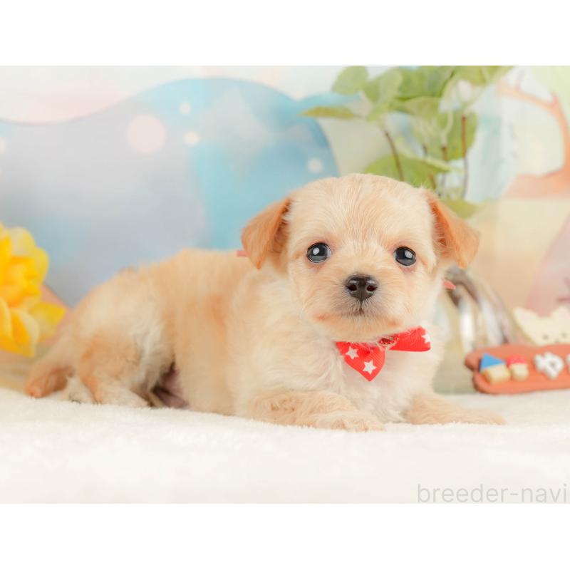 販売中の静岡県のチワプー:チワワ×トイプードル-428498の6枚目