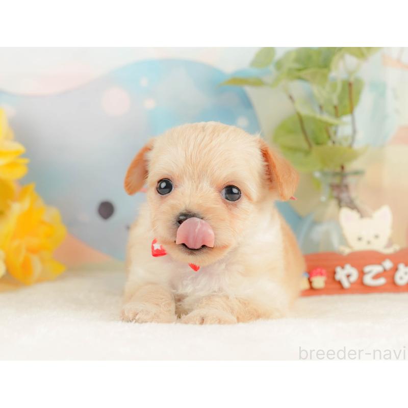 販売中の静岡県のチワプー:チワワ×トイプードル-428498の5枚目