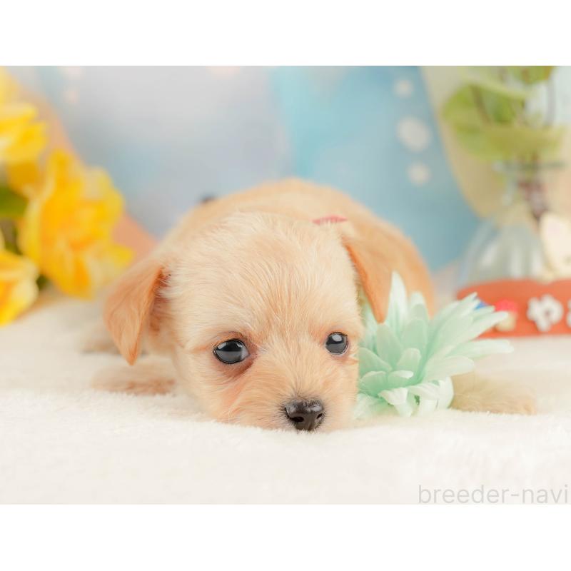 販売中の静岡県のチワプー:チワワ×トイプードル-428498の4枚目